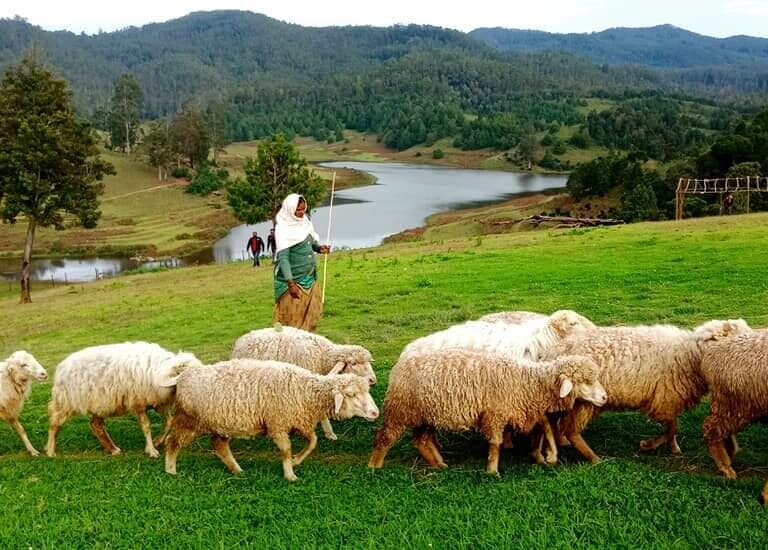 Mannavanur Lake & Sheep Farm