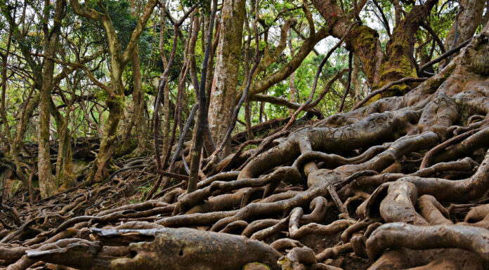 Guna Caves (Devil’s Kitchen)